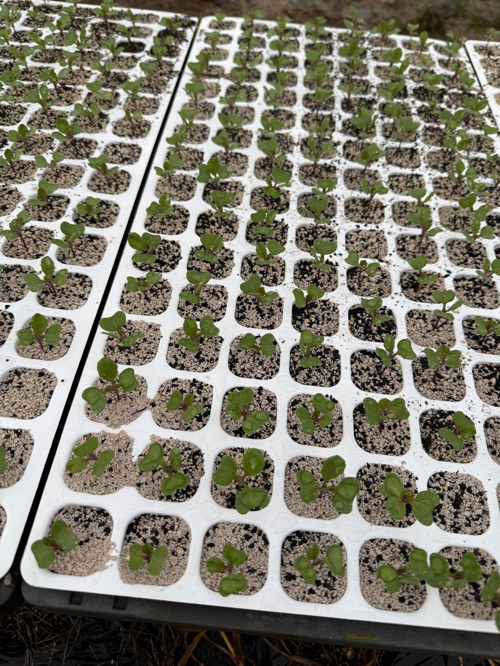 秋冬の収穫になる芽キャベツの芽🌱