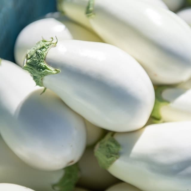 農園の夏の風物詩、白ナスと夏人参