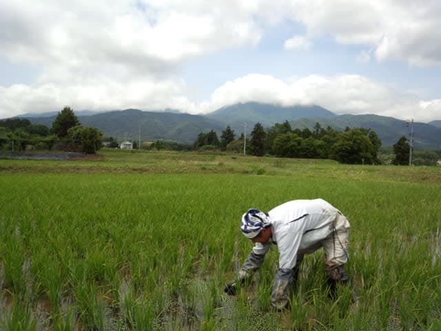 田んぼで草を取る矢田さん